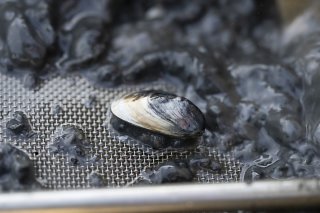 La moule quagga, espèce invasive, est déjà présente dans de nombreux lacs suisses (archives). KEYSTONE/GAETAN BALLY